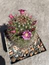 Mammillaria backebergiana